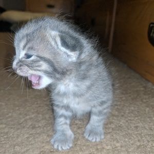 Meet your Posher, Frank